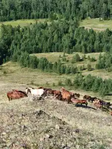 Нурали - 47