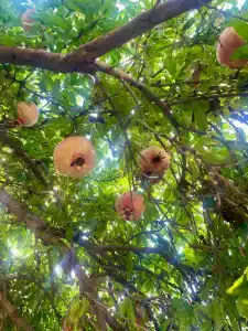 Гостевой Дом у Сабишки - 25