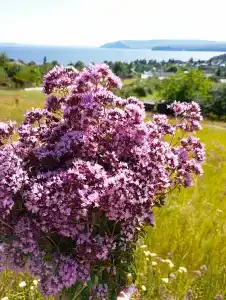 Дом Жар-Птицы - 44