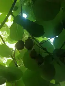 Ростовчанка - 56