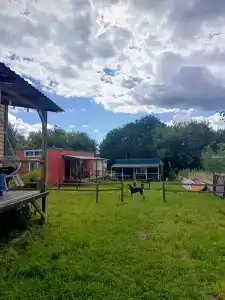 Смородина - 34