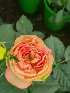 Кулаково - 79