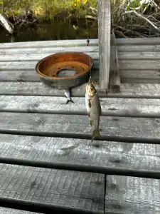 Коккосалма - 97