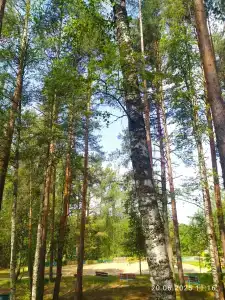 ЗиД - 4
