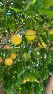 Tekirova Millennium & Apart - 25