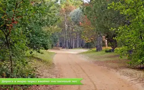 Лилия - 9