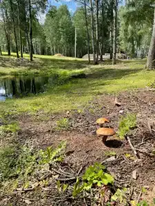 Звезда - 44