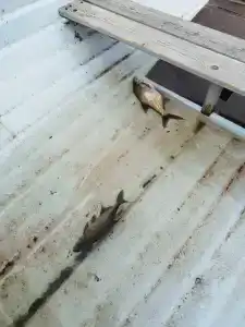 Афанасий - 50