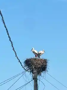 Светлана - 14