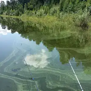 Рассвет - 24