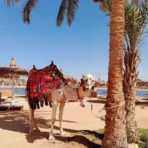 Desert Rose Resort - 13