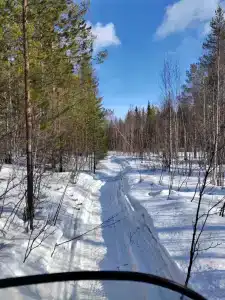 Compass Sosnovaya - 29