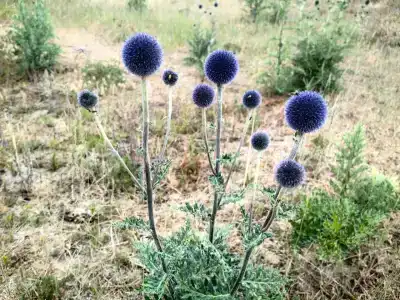 Байкал Вью - 37