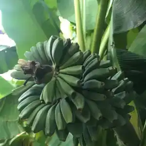 Фламинго - 7