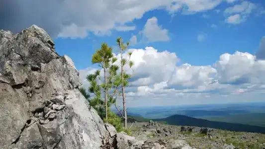 Чистоп - 5