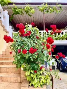 Дом Солнца - 12