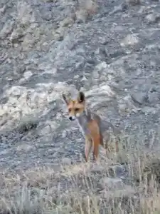 Новый Свет - 72