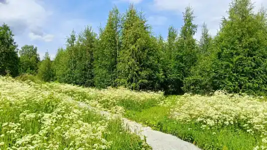 Купола Карелии - 4