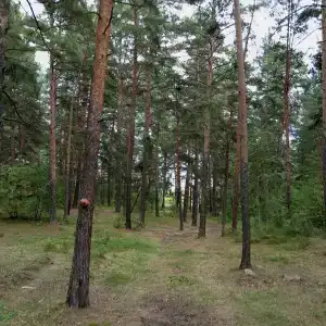 Рассвет - 28