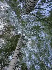 Березовый рай - 16