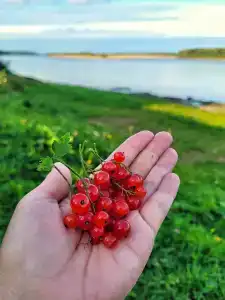 Голубино - 80