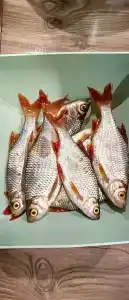 Микли-Ольгино - 91