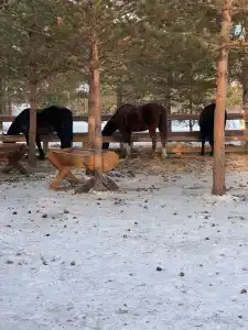 Багратион - 14