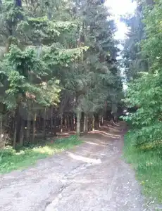 Сосны, Ели и Залив - 38