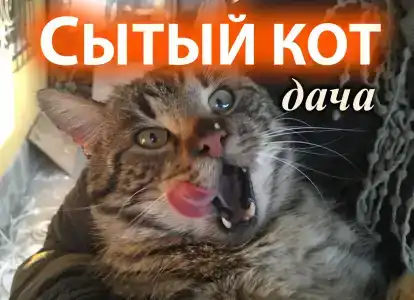 Дача Сытый Кот - 2