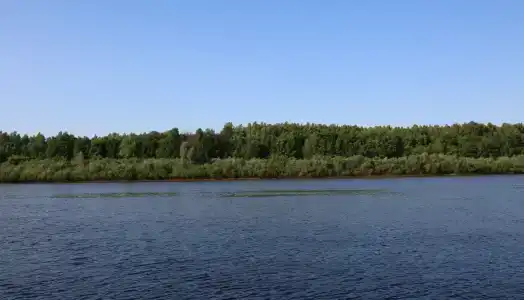 Подсолнухи - 28