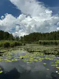 Дубрава - 26