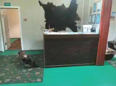 Индель - 17