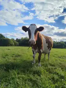 Вечера на Хуторе - 70