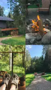 Fox in forest - 17