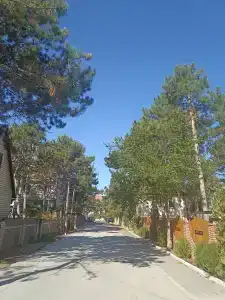 Кипарис - 22