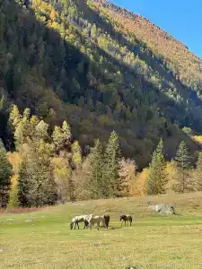 Тала - 20
