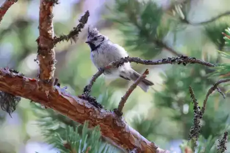 Летняя Золотица - 63