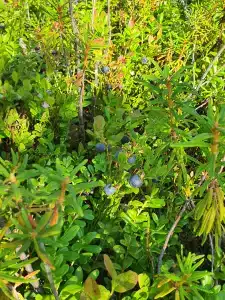 Коккосалма - 58