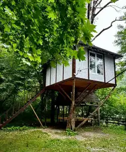 Кактус Арт - 1