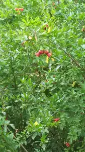 Баттерфляй - 12