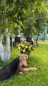 Сирин дом - 20