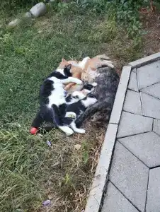 АзовХолидей - 26