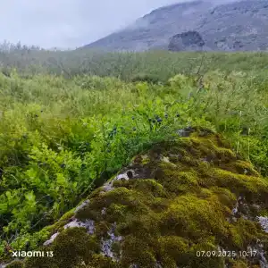 Куэльпорр - 41