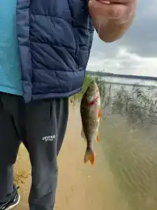 Сосновые дома - 54