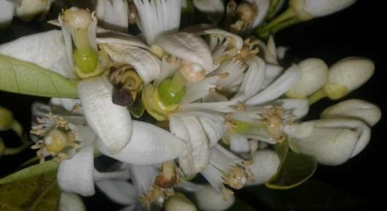 La Mimosa Case Vacanze - 30