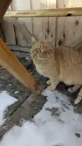 Усадьба Васильевых - 34