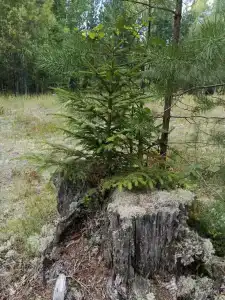Дом с баней в деревне Горы - 20