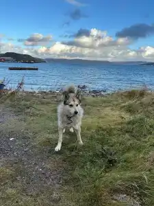 Cedar Grass Териберка - 97