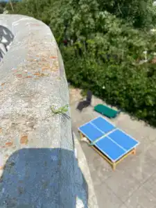 Минчанка - 11