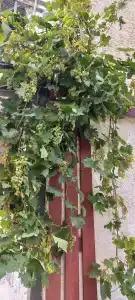 Сашенька - 77